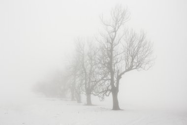 Sisin içinde çıplak ağaçlar
