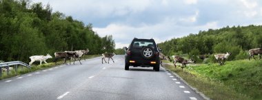 raindeers geçiş yolu, İsveç Norveç sınırında. bölgede