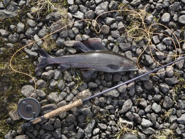 The grayling is a species of freshwater fish in the salmon family clipart