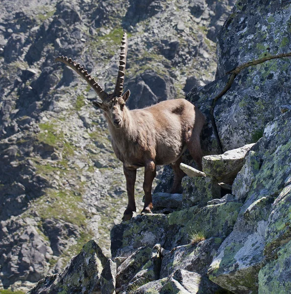 Ibex alpino — Fotografia de Stock