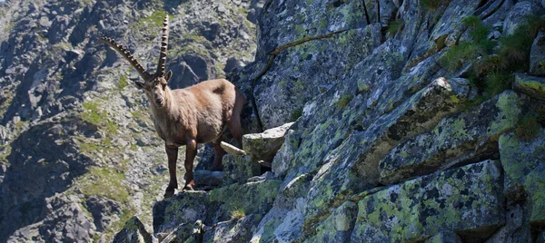 Stambecco alpino — Foto Stock