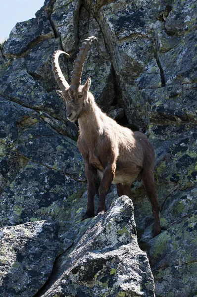 Ibex alpino — Fotografia de Stock