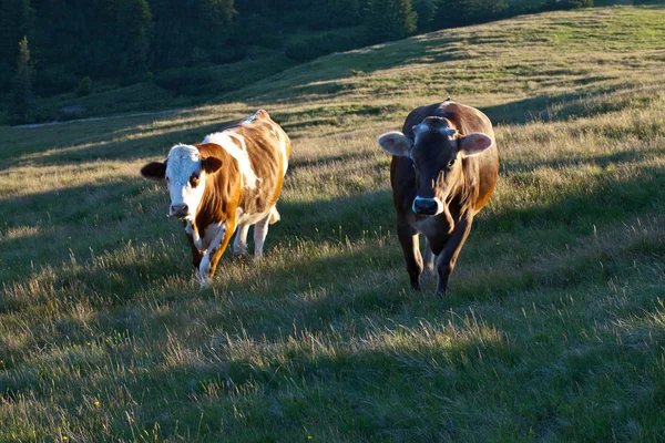 วัวบนทุ่งหญ้า — ภาพถ่ายสต็อก