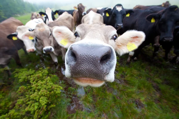 Curious clouse up Cows group only a nose is sharp — Stock Photo, Image