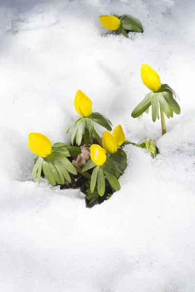 Primavera primo fiore — Foto Stock