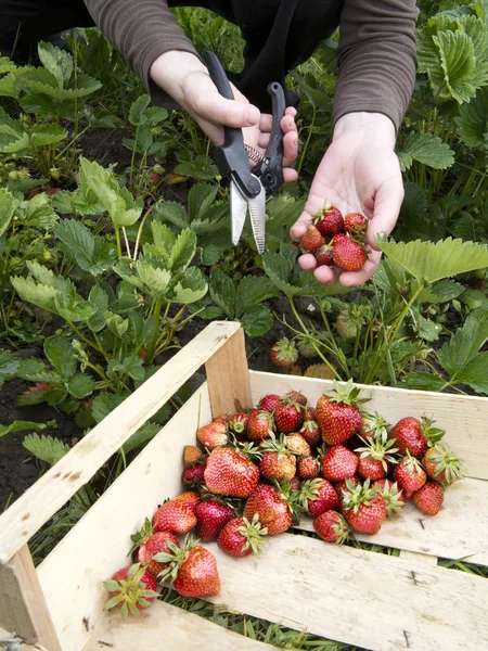 Erdbeeren ernten — Stockfoto
