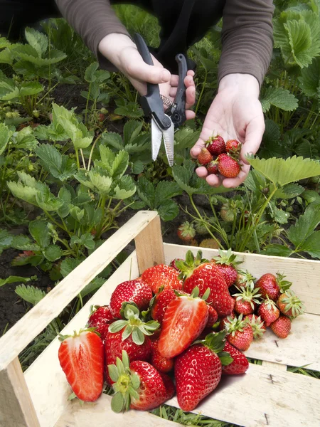 Erdbeere — Stockfoto