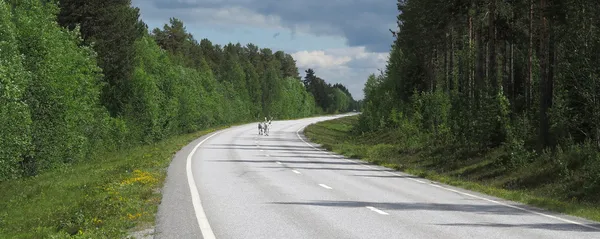 Raindeers cruzando la carretera, Suecia cerca de Noruega frontera en el distrito —  Fotos de Stock