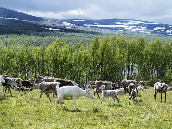 reindeers orman ve göl İskandinavya yakınındaki çayır üzerinde
