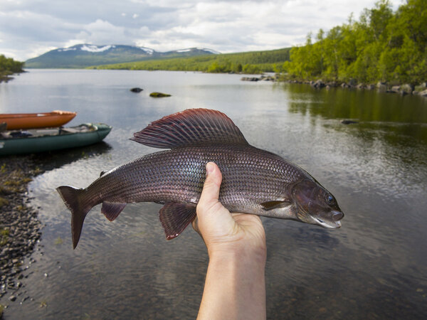 The grayling is a species of freshwater fish in the salmon family