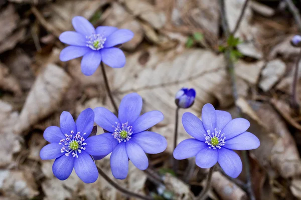 Une si la première fleur sprihg — Photo