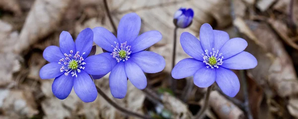 Uno si la primera flor de ramita — Foto de Stock