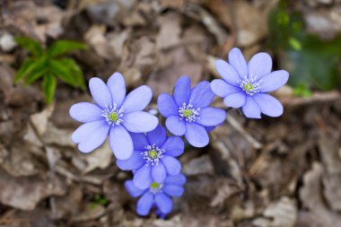 biri Eğer ilk sprihg çiçek