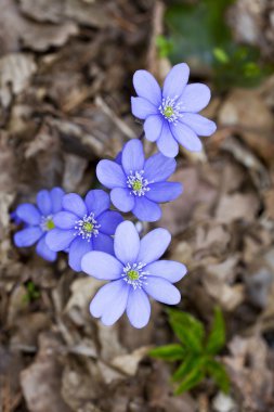 biri Eğer ilk sprihg çiçek
