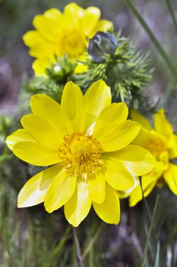 Adonis vernalis