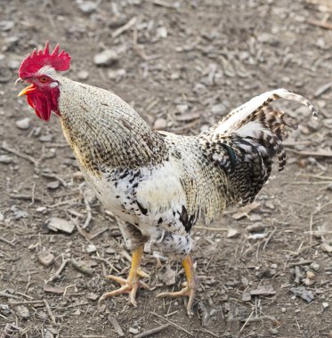 bahçede açık gagası ile horoz kargalar