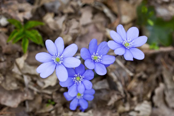 biri Eğer ilk sprihg çiçek