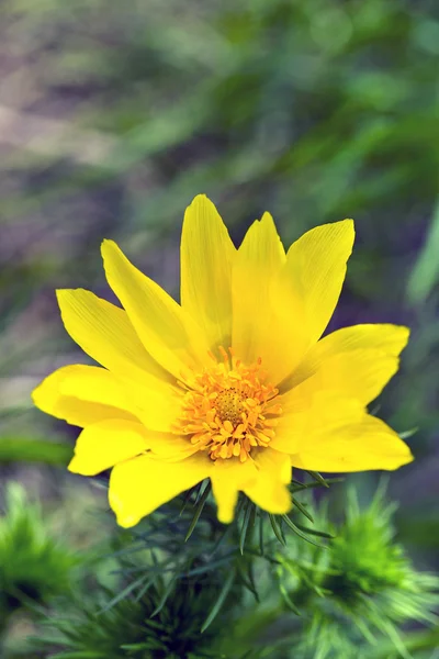 Adonis vernalis — Foto Stock