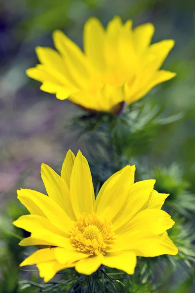 Adonis vernalis — Stockfoto