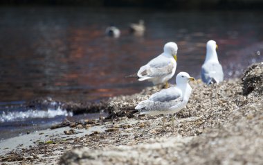 yiyecek aramaya sahilde duran martılar