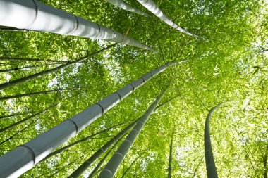 Bambu ormanı