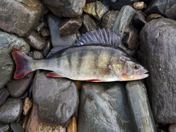 Perch — Stock Photo, Image