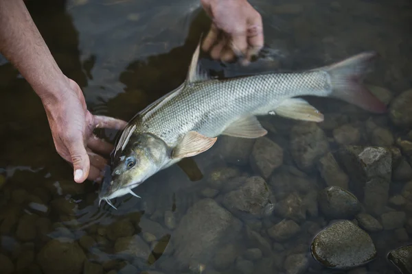 Pesca — Foto Stock