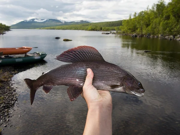 Thymalus thymalus bonito pescado de Suecia lago Harjedalen disrict —  Fotos de Stock