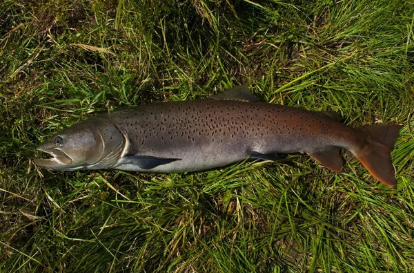 Tajmen hucho taimen 116 cm salmón mongoliano pescado —  Fotos de Stock