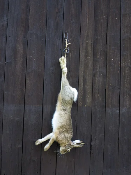 Hunting hare hunter dead rabit catch — Stock Photo, Image