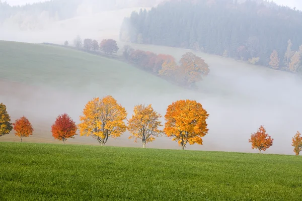 Árvores na paisagem colinas — Fotografia de Stock