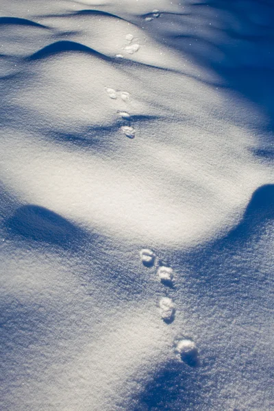 Winter time — Stock Photo, Image