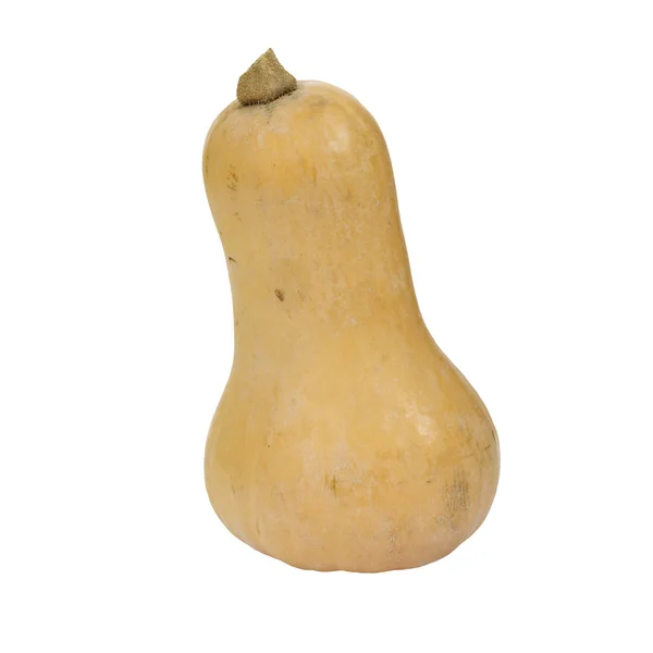 Flaschenförmiger Butternut-Kürbis — Stockfoto