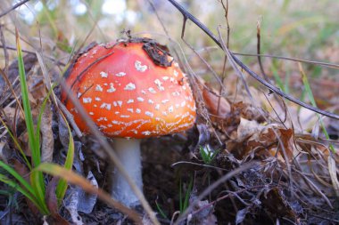 Sonbahar ormanında kızıl sinek agariği. Güzel bir sineklik. Amanita zehirli mantar..