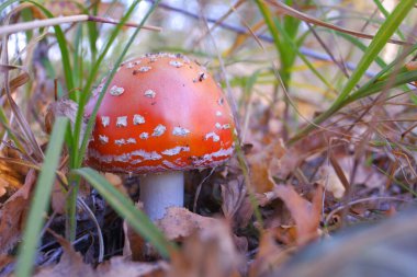 Sonbahar ormanında kızıl sinek agariği. Güzel bir sineklik. Amanita zehirli mantar..