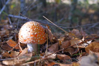 Sonbahar ormanında kızıl sinek agariği. Güzel bir sineklik. Amanita zehirli mantar..
