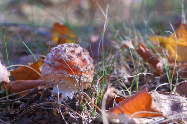 Red Fly Agaric Autumn Forest Beautiful Fly Agaric Amanita Poisonous — Zdjęcie stockowe