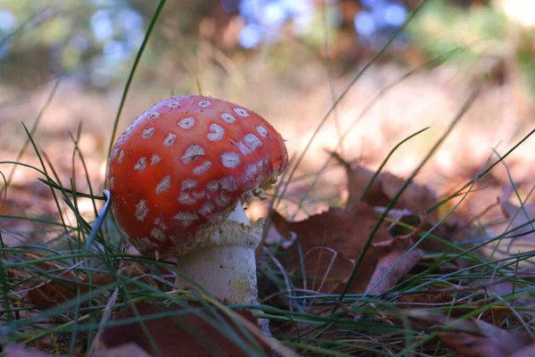 Red Fly Agaric Autumn Forest Beautiful Fly Agaric Amanita Poisonous — Zdjęcie stockowe