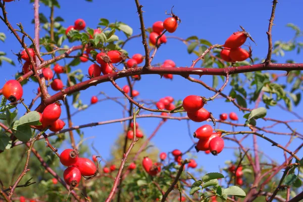 Large red berries of rose hips, blue sky in the background.