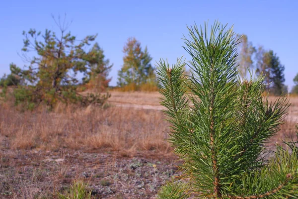 Young pine with long green needles. Beautiful landscape in the background.