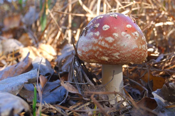 Red Fly Agaric Autumn Forest Beautiful Fly Agaric Amanita Poisonous — Zdjęcie stockowe