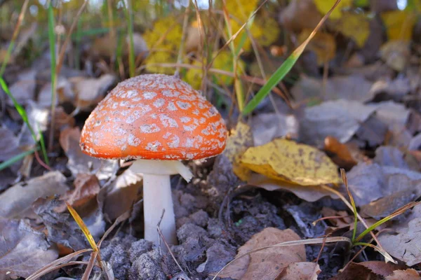 Red fly agaric in the autumn forest. Beautiful fly agaric. Amanita poisonous mushroom.