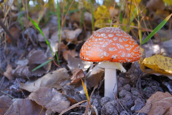 Red Fly Agaric Autumn Forest Beautiful Fly Agaric Amanita Poisonous — Zdjęcie stockowe