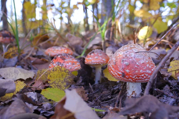 Red fly agaric in the autumn forest. Beautiful fly agaric. Amanita poisonous mushroom.