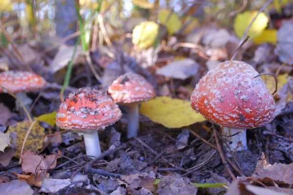 Red fly agaric in the autumn forest. Beautiful fly agaric. Amanita poisonous mushroom.
