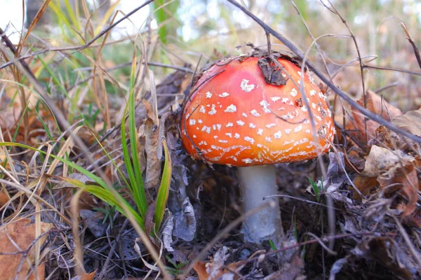 Red Fly Agaric Autumn Forest Beautiful Fly Agaric Amanita Poisonous — Zdjęcie stockowe