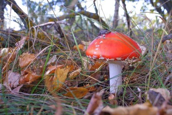 Red Fly Agaric Autumn Forest Beautiful Fly Agaric Amanita Poisonous — Zdjęcie stockowe
