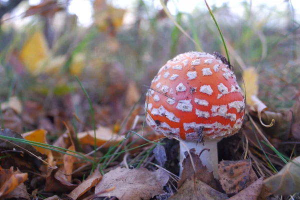 Red fly agaric in the autumn forest. Beautiful fly agaric. Amanita poisonous mushroom.