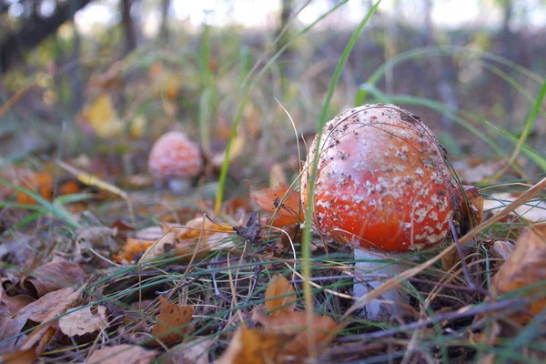 Red Fly Agaric Autumn Forest Beautiful Fly Agaric Amanita Poisonous — Stock Photo, Image