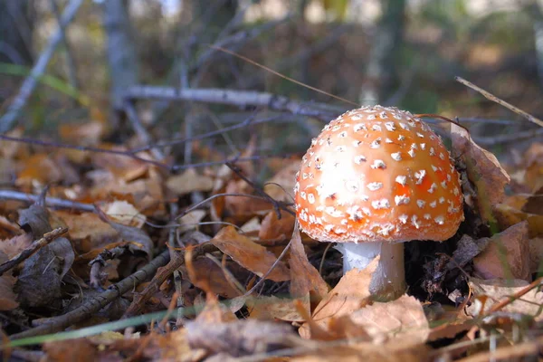Red Fly Agaric Autumn Forest Beautiful Fly Agaric Amanita Poisonous — Zdjęcie stockowe